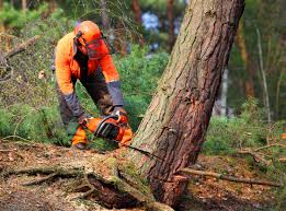 Professional Tree Services in Tiffin, OH